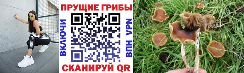 Купить закладки  Кемь  Псилоцибиновые грибы MAGIC MUSHROOMS 